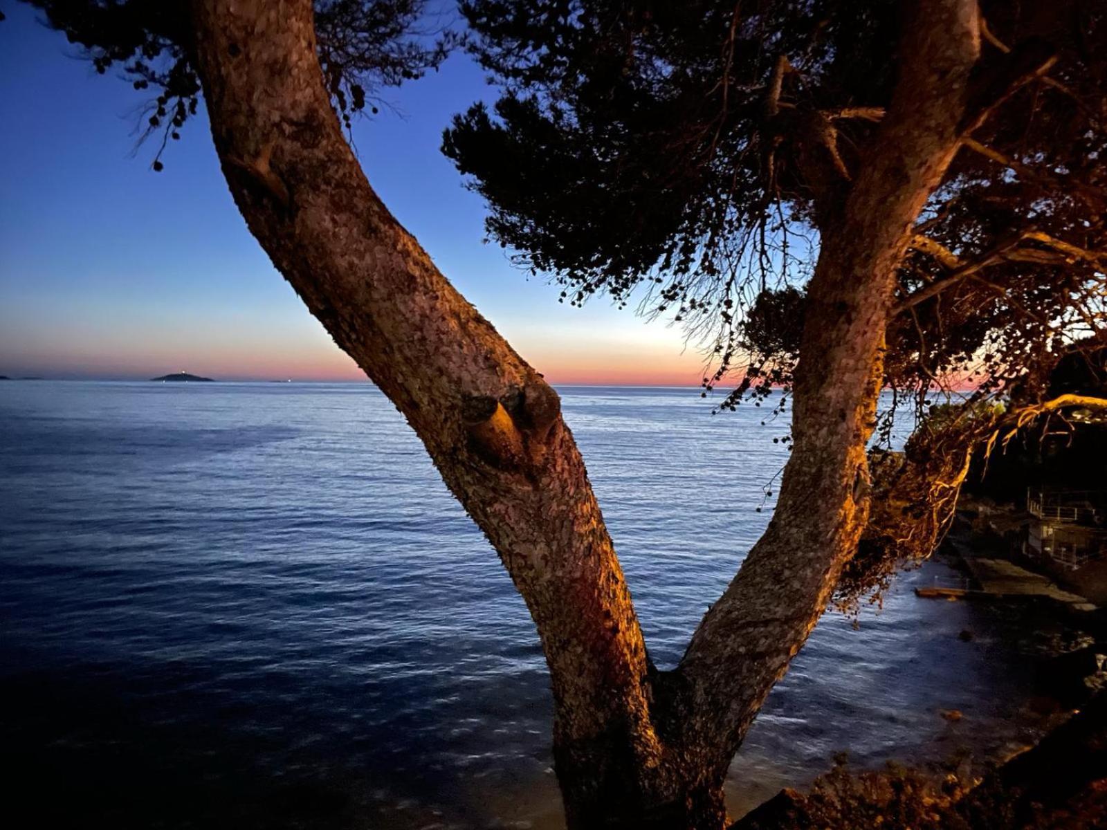 Vacances Bord De Mer - Appartement Sanary Sur Mer Dış mekan fotoğraf